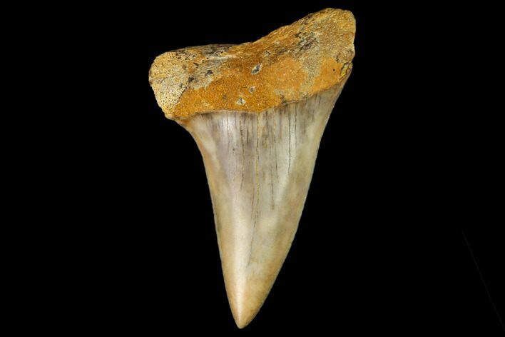 Colorful Mako/White Shark Tooth Fossil - Sharktooth Hill, CA #122702